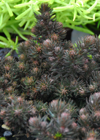 Sedum hakonense 'Chocolate Ball'